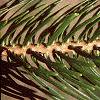 Abies cilicica, leaves