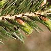 Abies cilicica, leaves