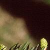 Abies cilicica, leaves