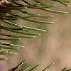 Abies cilicica, leaves