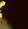 Abies cilicica, leaves