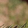 Abies cilicica, leaves