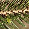 Abies cilicica, leaves