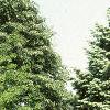 Abies concolor, habit