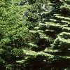 Abies concolor, habit