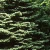 Abies concolor, habit