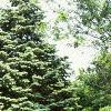 Abies concolor, habit