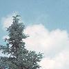 Abies concolor, habit
