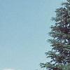 Abies concolor, habit