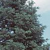 Abies concolor, habit