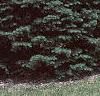 Abies concolor, habit