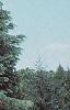 Abies concolor, habit