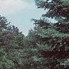 Abies concolor, habit