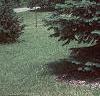 Abies concolor, habit