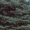Abies concolor, habit