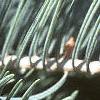 Abies concolor, leaves