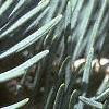 Abies concolor, leaves