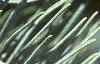 Abies concolor, leaves