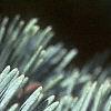Abies concolor, leaves