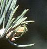 Abies concolor, leaves