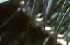 Abies concolor, leaves