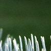 Abies concolor, leaves