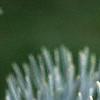 Abies concolor, leaves