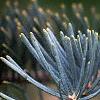 Abies concolor, leaves