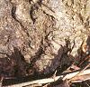 Abies concolor, bark