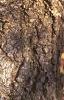 Abies concolor, bark