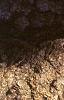 Abies concolor, bark