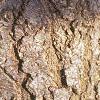 Abies concolor, bark