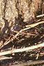 Abies concolor, bark