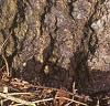 Abies concolor, bark