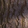 Abies concolor, bark