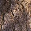 Abies concolor, bark