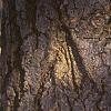 Abies concolor, bark