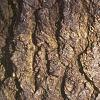 Abies concolor, bark