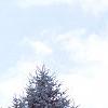 Abies concolor 'Argentea', habit