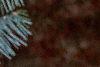 Abies concolor 'Argentea', leaves