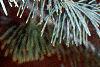 Abies concolor 'Argentea', leaves