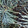 Abies concolor 'Argentea', leaves