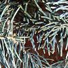 Abies concolor 'Argentea', leaves