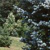 Abies concolor 'Candicans', habit