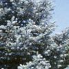 Abies concolor 'Candicans', habit