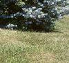 Abies concolor 'Candicans', habit