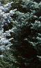 Abies concolor 'Candicans', habit