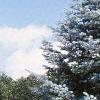 Abies concolor 'Candicans', habit