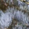Abies concolor 'Candicans', leaves