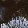 Abies concolor 'Candicans', leaves